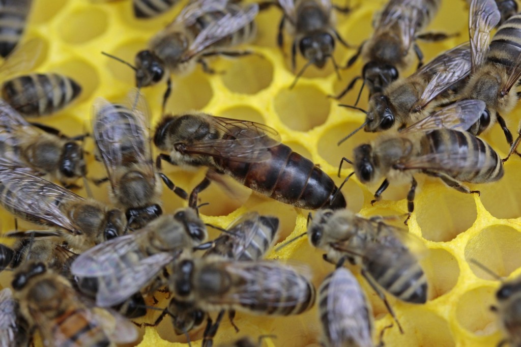 Eine Königin im Bienenvolk ist seh wichtig Eine Königin im Bienenvolk ist seh wichtig